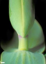 Veronica pareora. Leaf bud with no sinus. Scale = 1 mm.
 Image: W.M. Malcolm © Te Papa CC-BY-NC 3.0 NZ